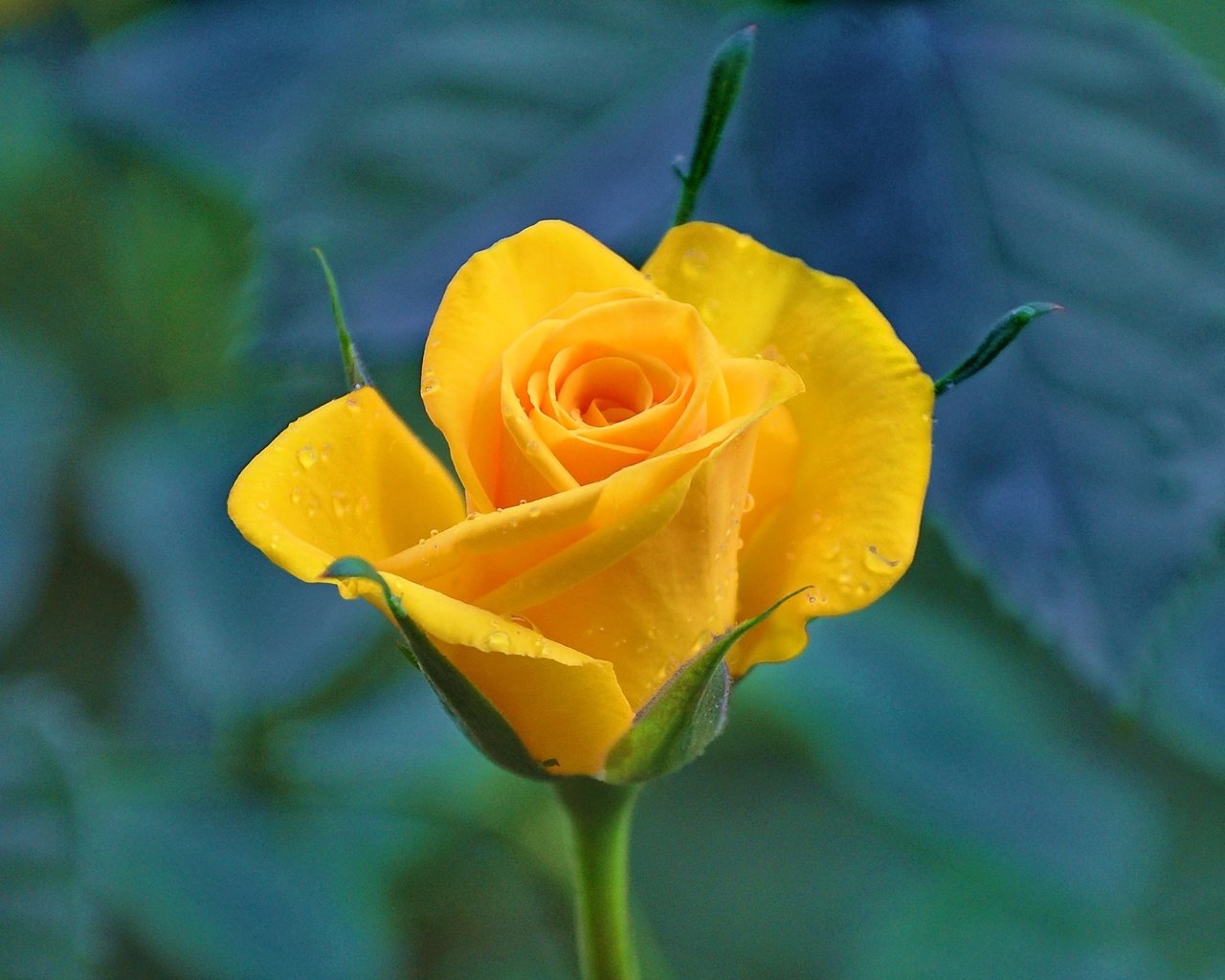 Обои желтый, цветок, капли, роза, лепестки, бутон, макросъемка, стебель, yellow, flower, drops, rose, petals, bud, macro, stem разрешение 2453x1762 Загрузить