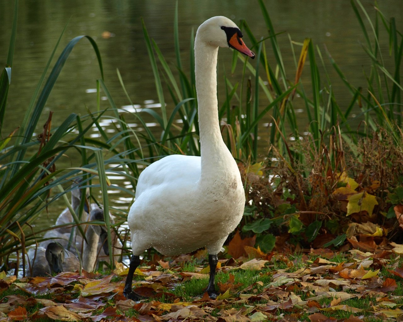 Обои вода, озеро, белый, птица, лебедь, water, lake, white, bird, swan разрешение 3648x2736 Загрузить