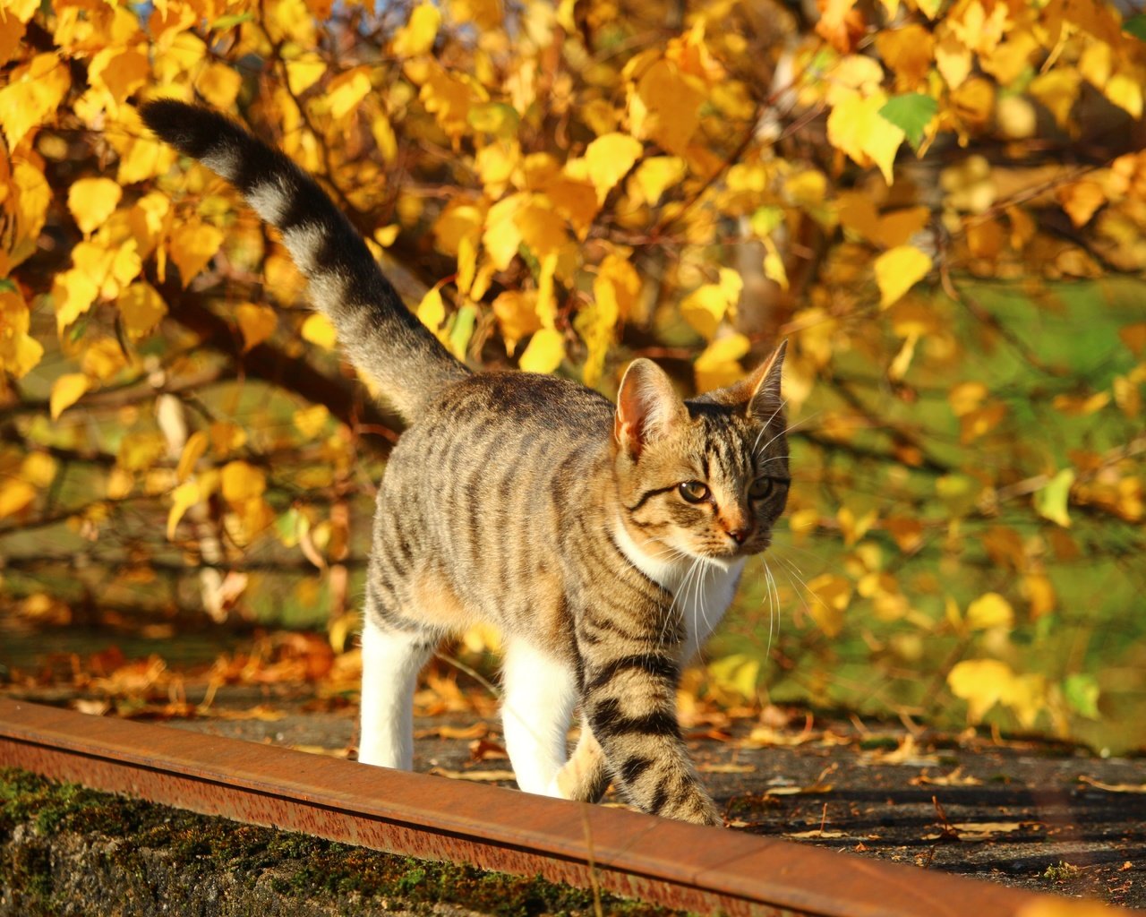 Обои природа, листья, кот, листва, кошка, осень, котенок, nature, leaves, cat, foliage, autumn, kitty разрешение 5184x3456 Загрузить