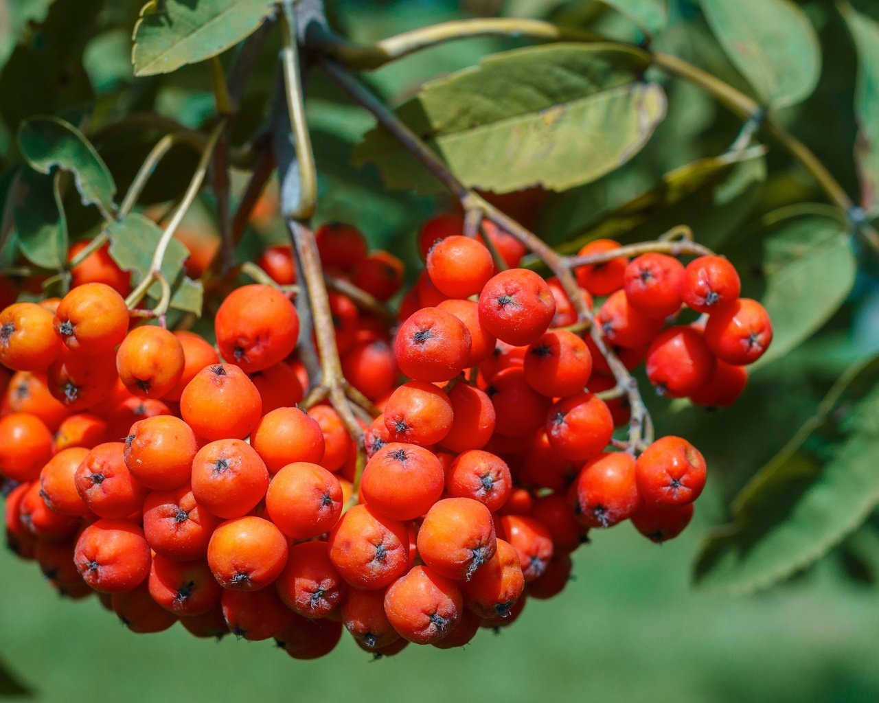 Обои природа, листья, ягоды, растение, рябина, nature, leaves, berries, plant, rowan разрешение 4970x3313 Загрузить