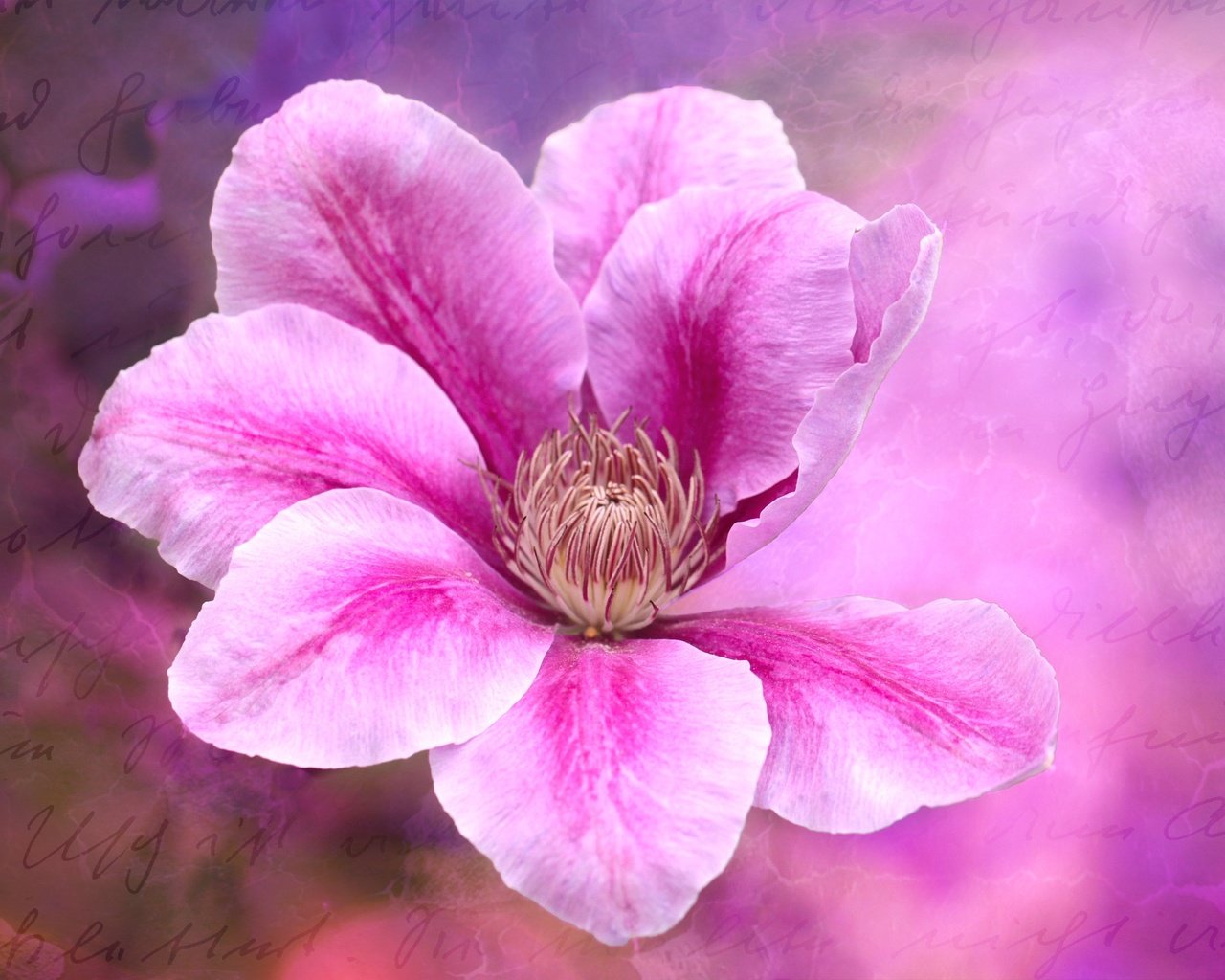 Обои цветение, цветок, розовый, клематис, flowering, flower, pink, clematis разрешение 4752x3168 Загрузить