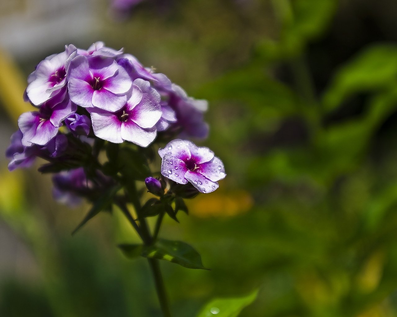 Обои цветение, цветок, лепестки, фиолетовый, размытость, флоксы, флокс, flowering, flower, petals, purple, blur, phlox разрешение 3008x2008 Загрузить