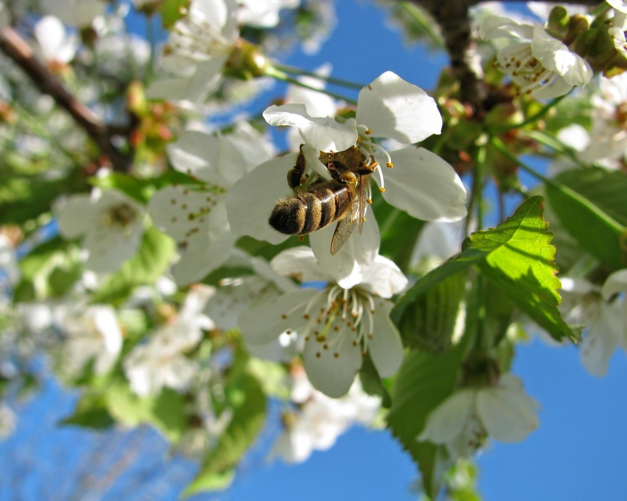 Обои небо, пчела, природа, дерево, цветение, насекомое, весна, вишня, растение, the sky, bee, nature, tree, flowering, insect, spring, cherry, plant разрешение 2272x1704 Загрузить