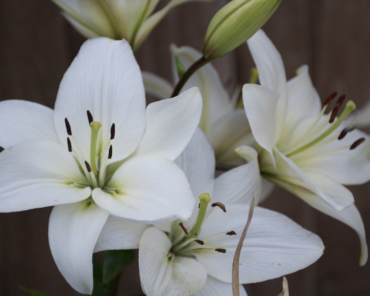 Обои цветы, лепестки, тычинки, белые, лилии, крупным планом, flowers, petals, stamens, white, lily, closeup разрешение 6000x4000 Загрузить