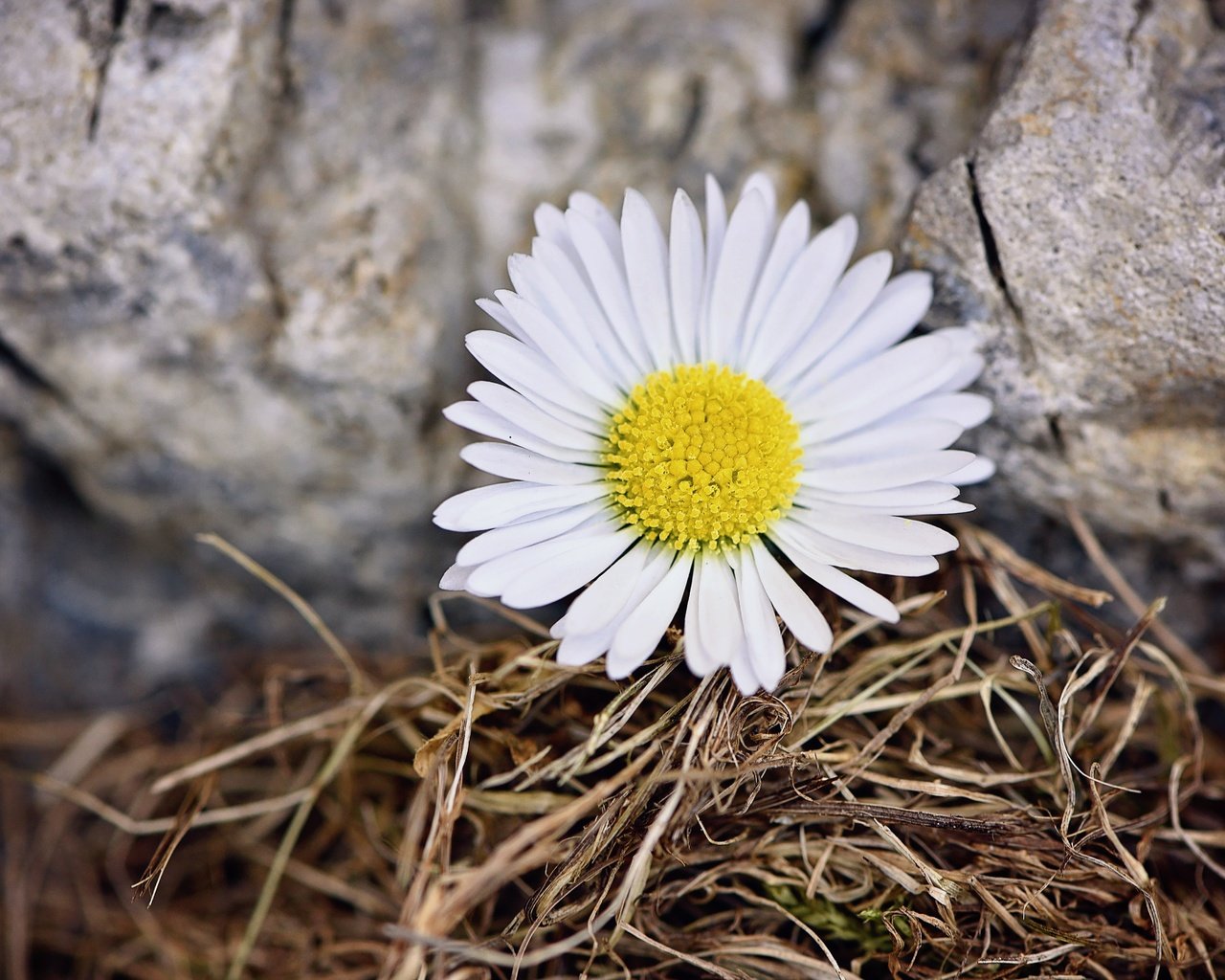 Обои природа, цветок, лепестки, ромашка, камень, nature, flower, petals, daisy, stone разрешение 6016x4016 Загрузить