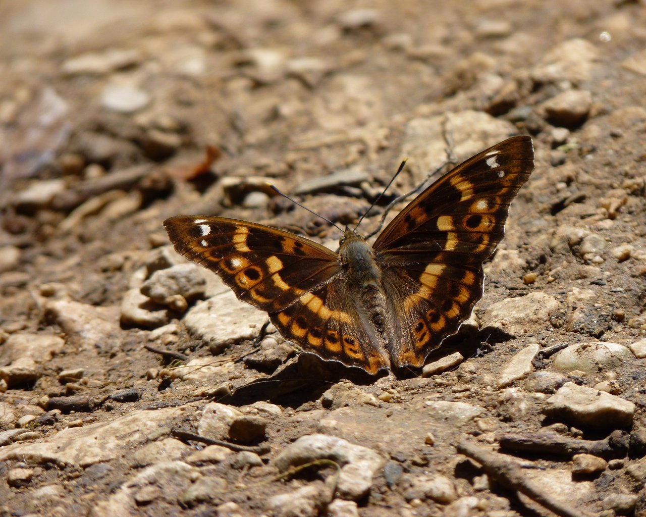 Обои земля, камни, бабочка, крылья, насекомые, earth, stones, butterfly, wings, insects разрешение 4000x3000 Загрузить