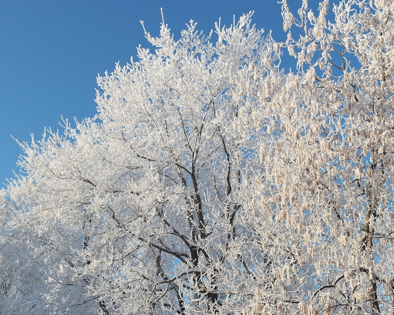 Обои небо, снег, природа, дерево, зима, ветки, мороз, иней, the sky, snow, nature, tree, winter, branches, frost разрешение 5472x3080 Загрузить