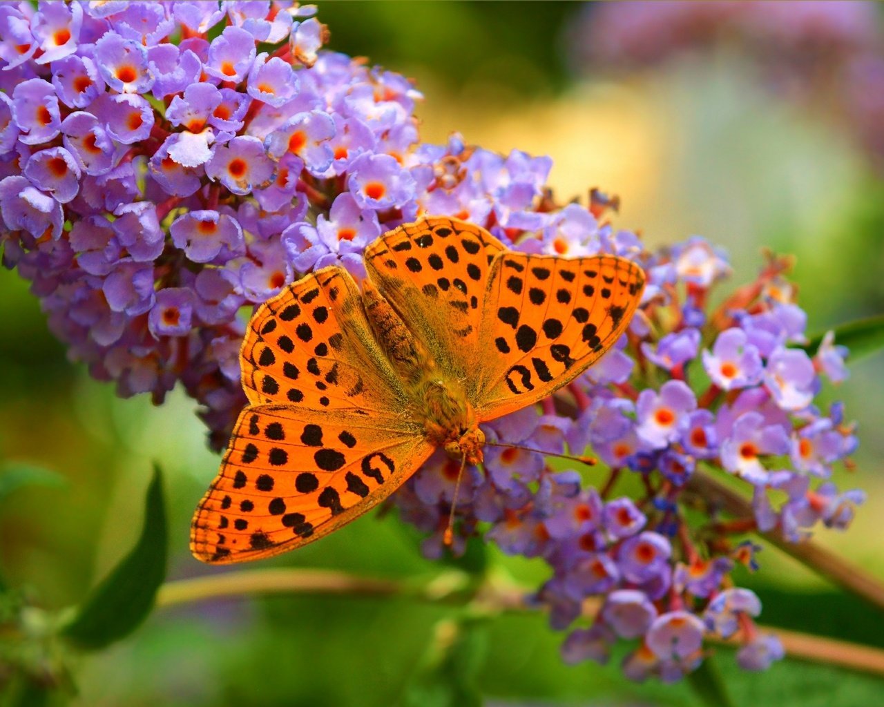 Обои цветы, природа, макро, бабочка, крылья, насекомые, размытость, flowers, nature, macro, butterfly, wings, insects, blur разрешение 3002x1857 Загрузить