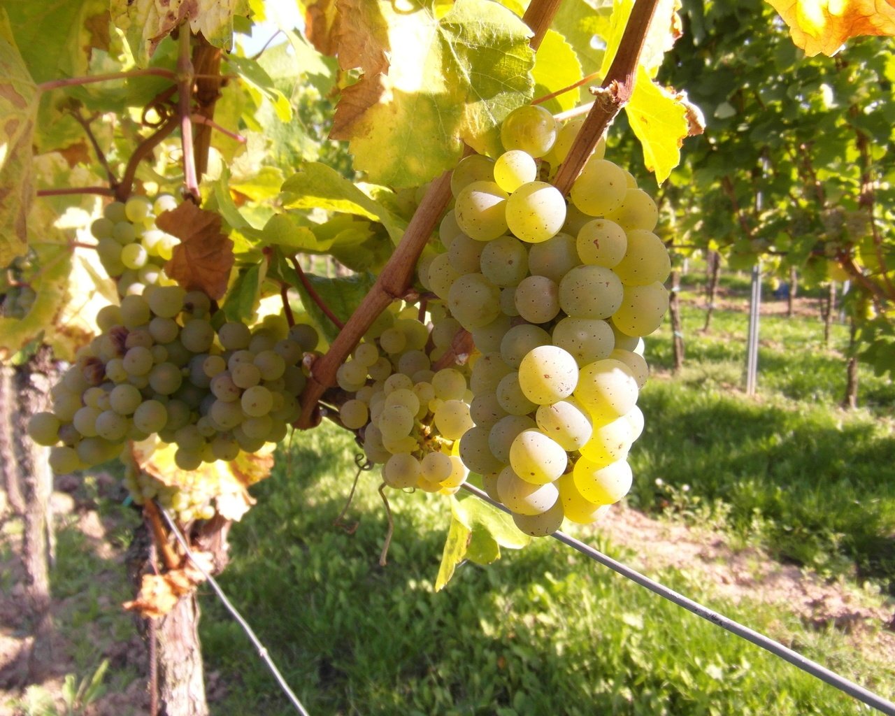 Обои виноград, фрукты, растение, кустарник, виноградная лоза, виноградник, grapes, fruit, plant, shrub, vine, vineyard разрешение 4096x3072 Загрузить