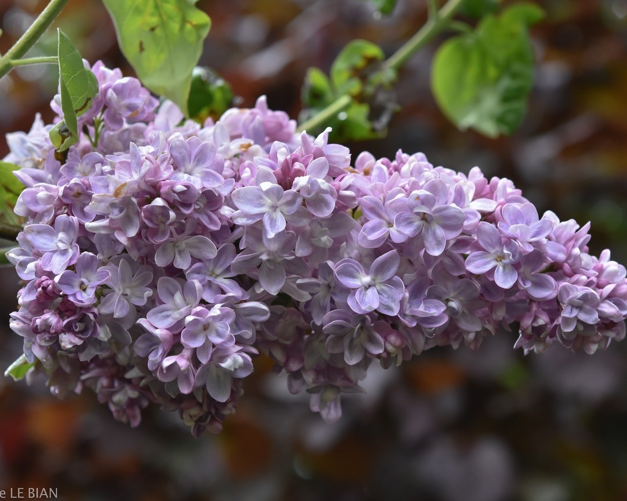 Обои цветы, цветение, размытость, весна, сирень, flowers, flowering, blur, spring, lilac разрешение 6000x4000 Загрузить