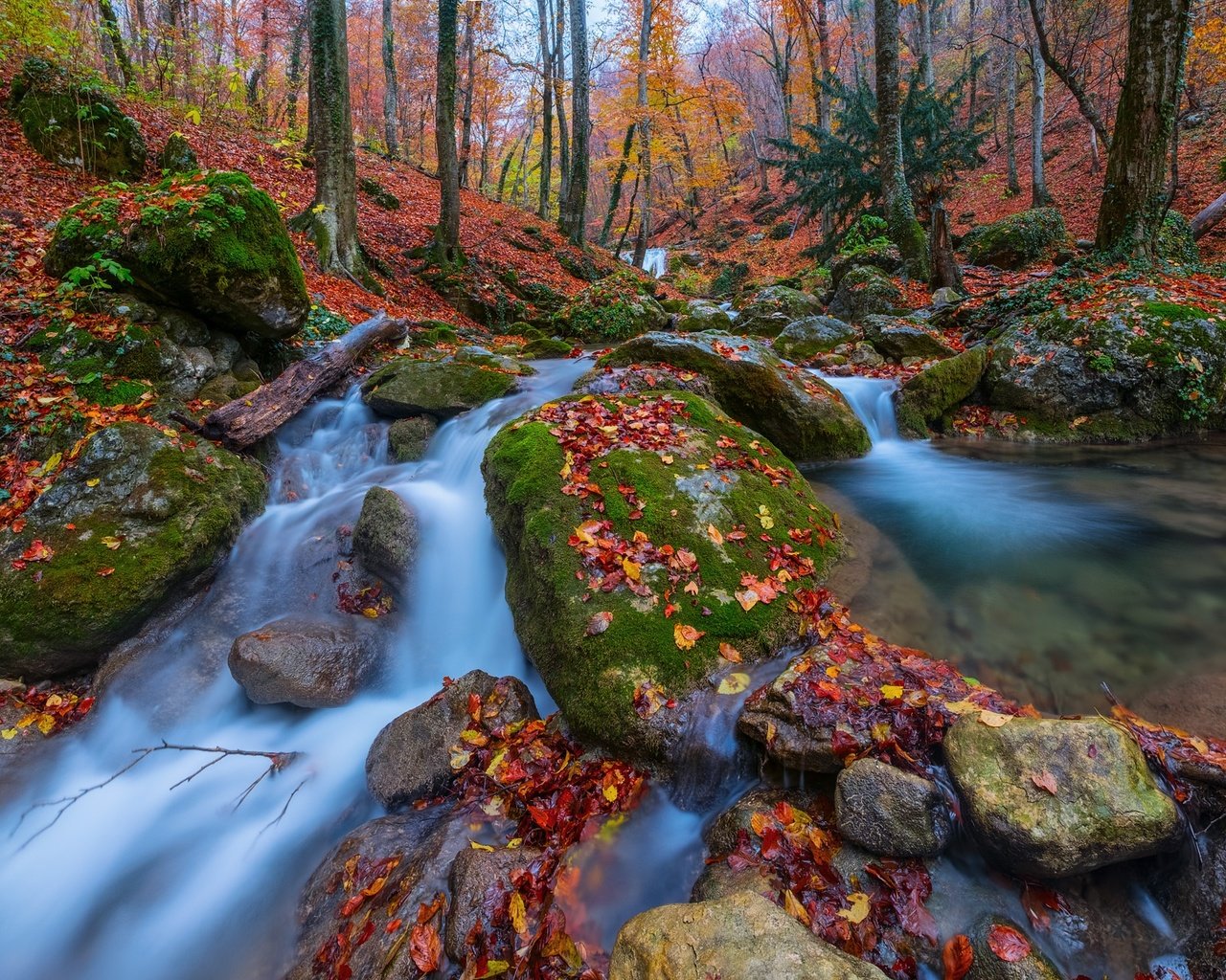 Обои деревья, камни, лес, листья, осень, россия, крым, ручьи, trees, stones, forest, leaves, autumn, russia, crimea, streams разрешение 1920x1280 Загрузить