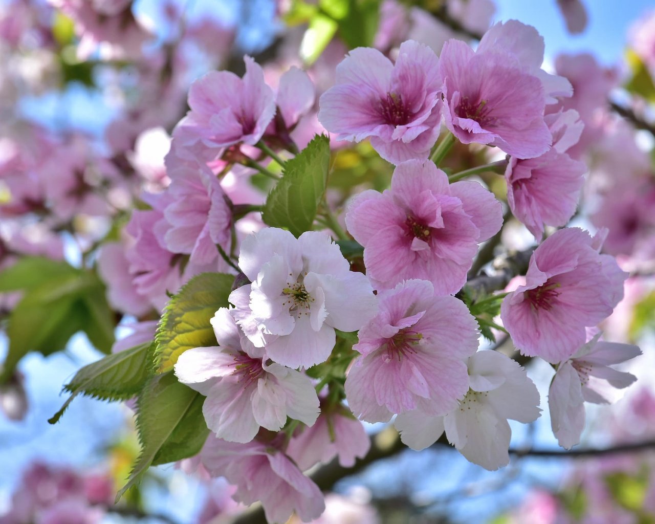 Обои дерево, цветение, весна, tree, flowering, spring разрешение 2048x1367 Загрузить