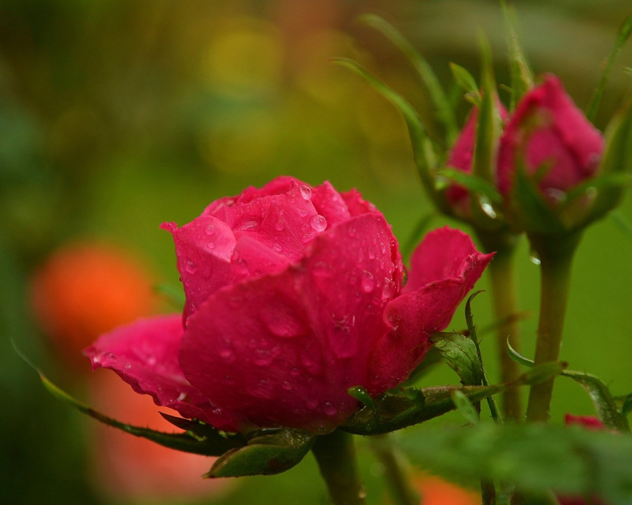 Обои цветы, капли, розы, размытость, бутон, красная роза, flowers, drops, roses, blur, bud, red rose разрешение 3000x1892 Загрузить