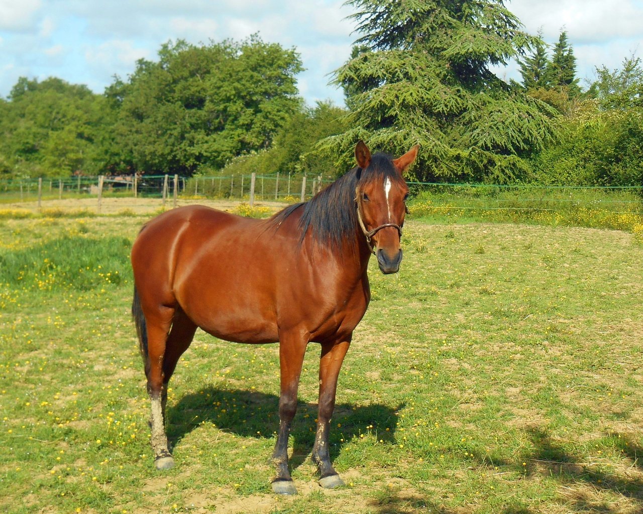 Обои лошадь, трава, луг, пастбище, конь, грива, жеребец, horse, grass, meadow, pasture, mane, stallion разрешение 3643x2802 Загрузить