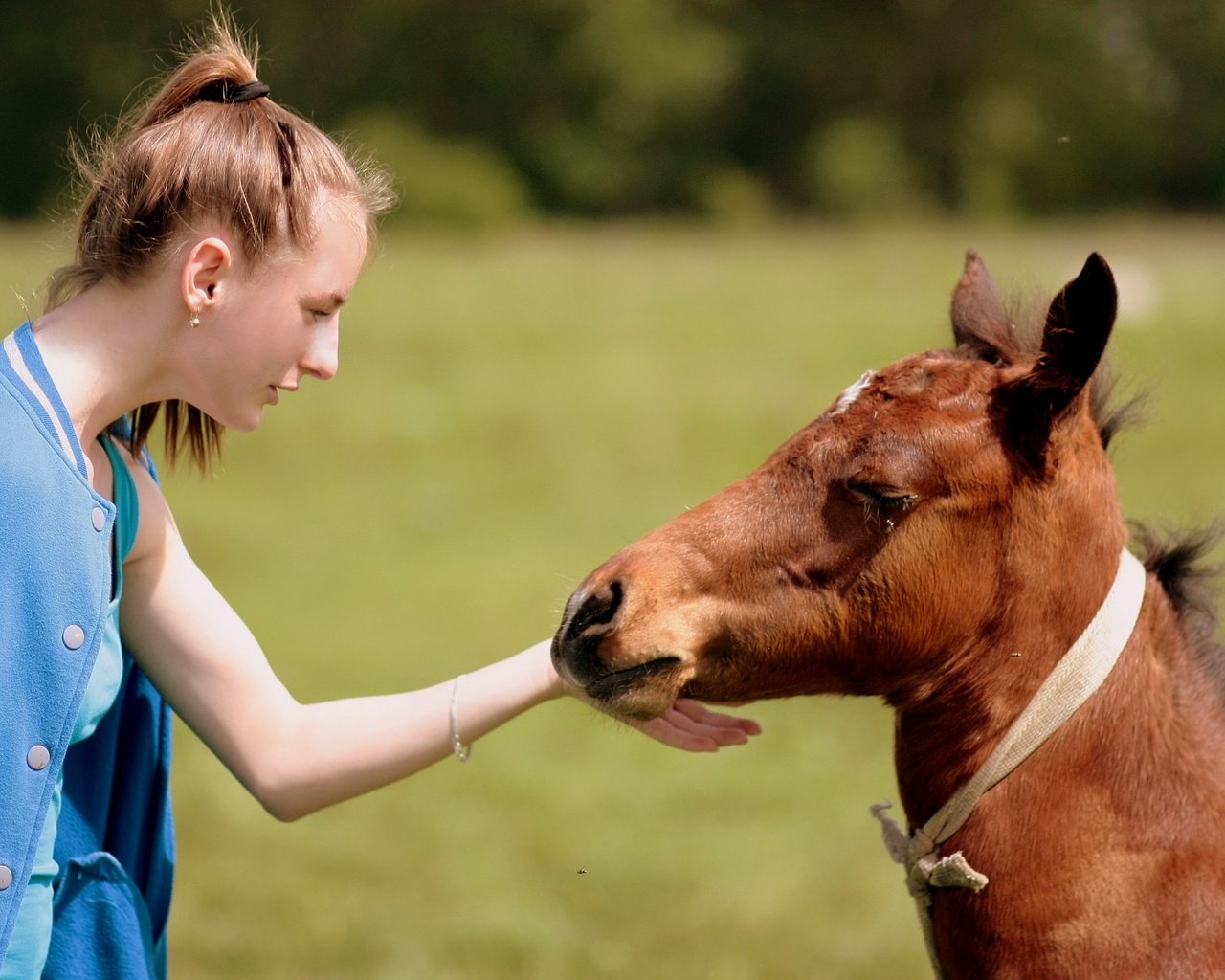 Обои лошадь, природа, девушка, настроение, конь, дружба, жеребенок, контакт, horse, nature, girl, mood, friendship, foal, contact разрешение 3088x2056 Загрузить