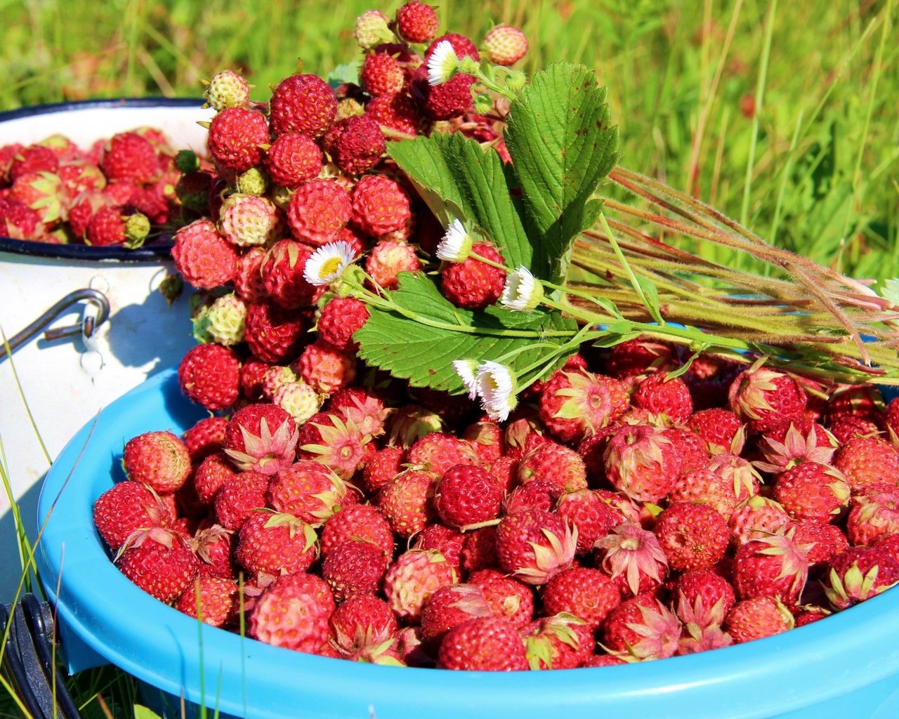 Обои листья, лето, ягоды, земляника, leaves, summer, berries, strawberries разрешение 3048x2000 Загрузить