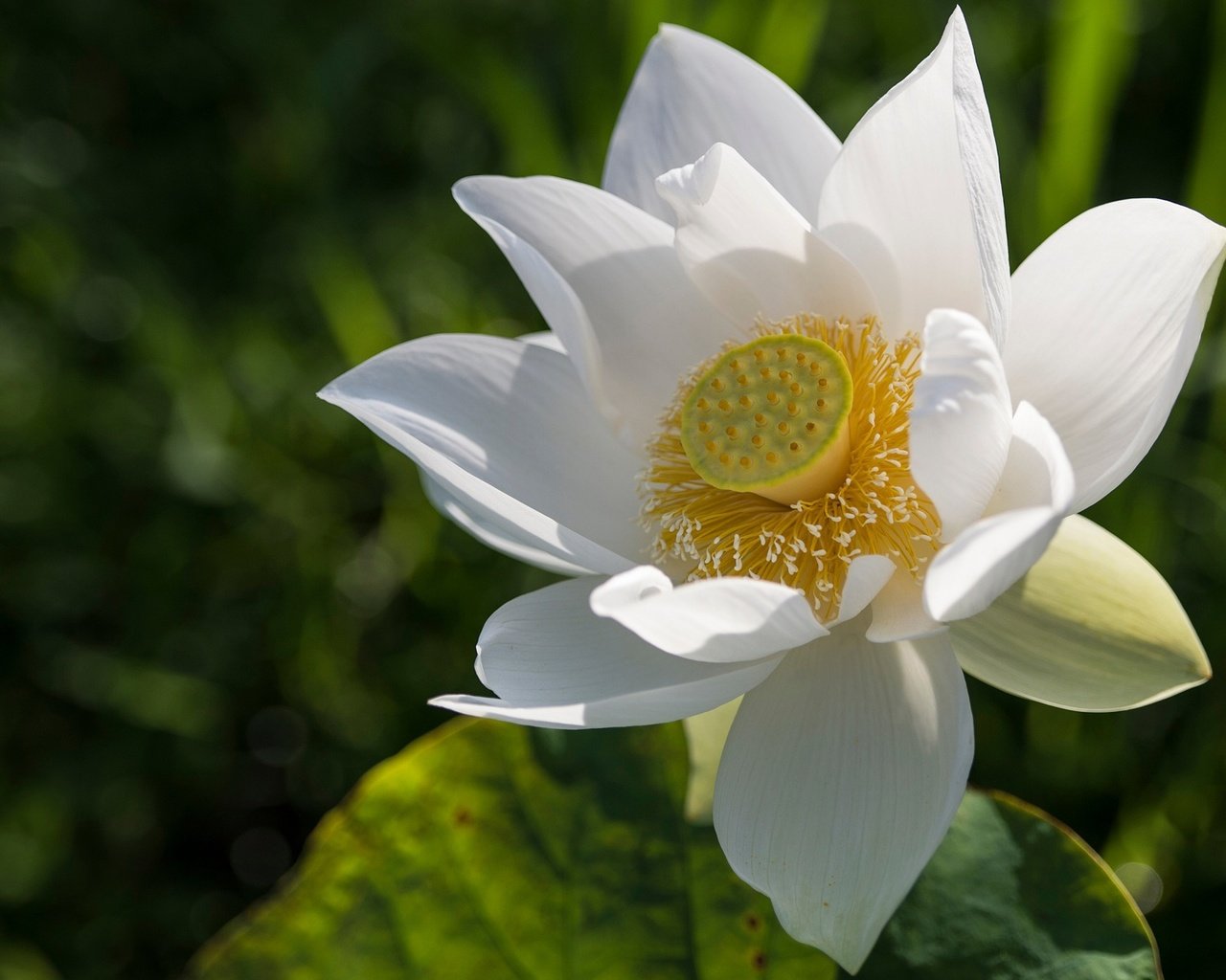 Обои листья, макро, фон, цветок, лепестки, белый, лотос, leaves, macro, background, flower, petals, white, lotus разрешение 2048x1152 Загрузить