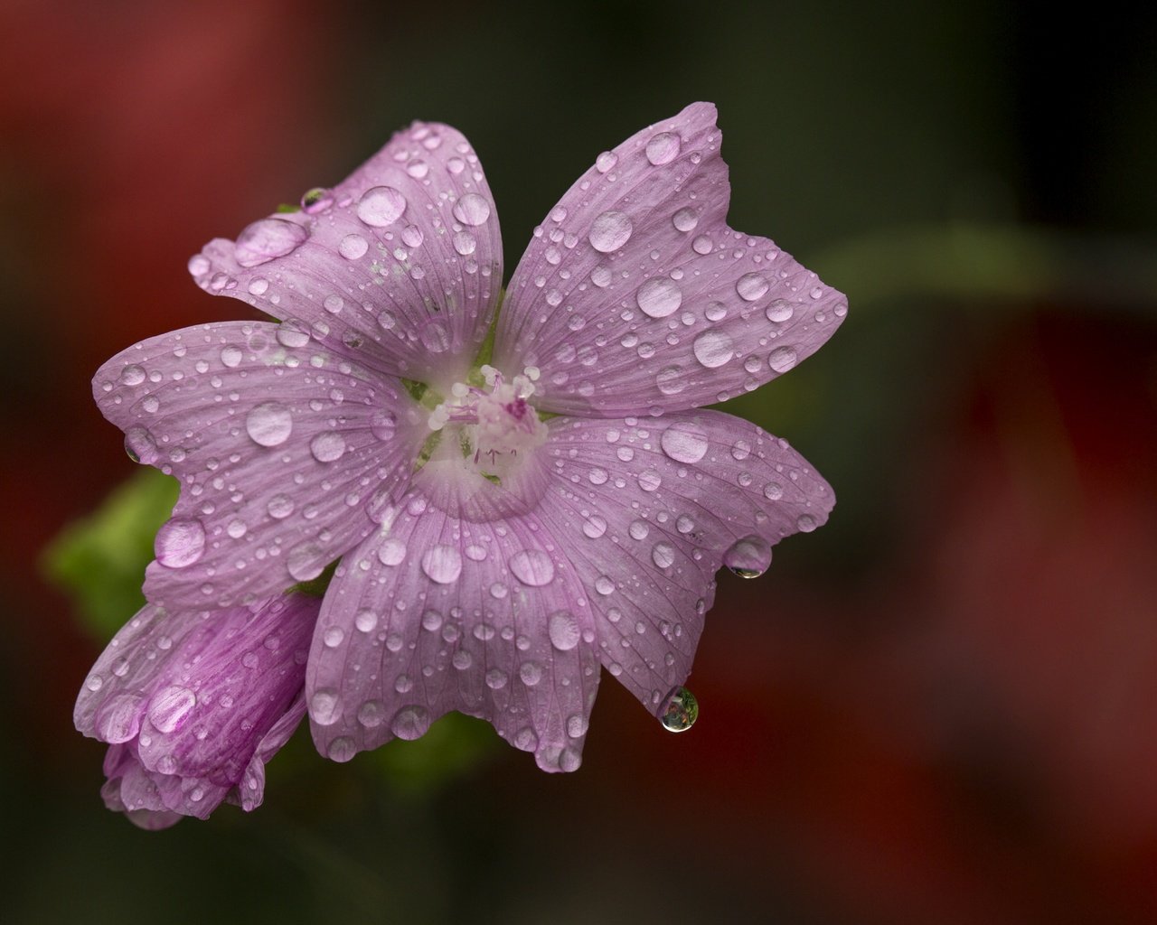 Обои макро, цветок, капли, размытость, розовый цветок, мальва, macro, flower, drops, blur, pink flower, mallow разрешение 4803x3840 Загрузить