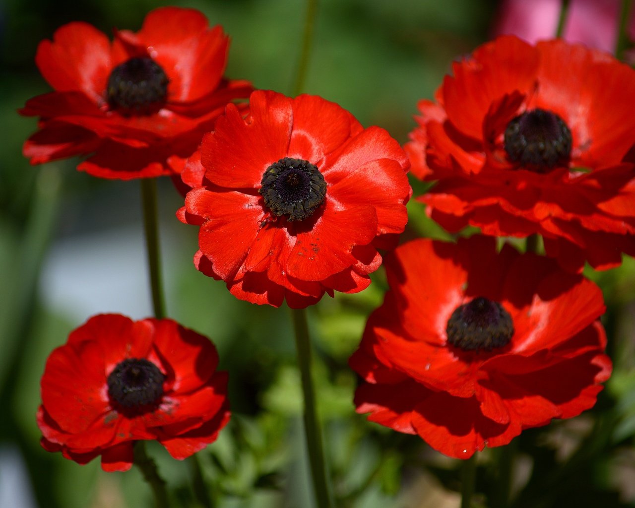 Обои цветы, макро, лепестки, красные, анемоны, ветреница, flowers, macro, petals, red, anemones, anemone разрешение 6000x4000 Загрузить