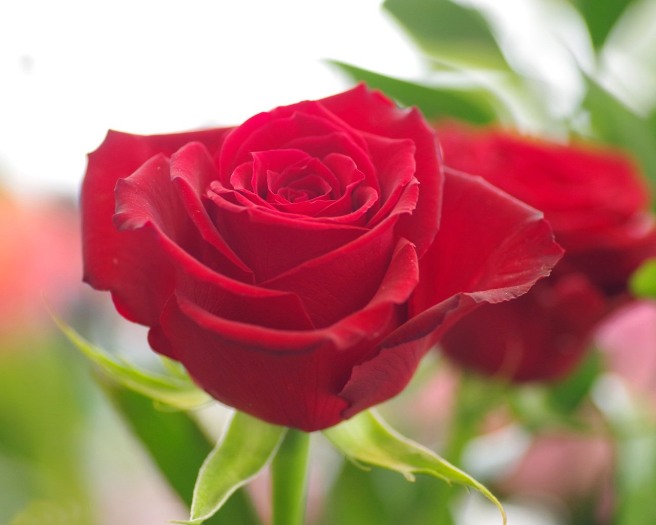 Обои макро, цветок, роза, лепестки, бутон, красная роза, macro, flower, rose, petals, bud, red rose разрешение 4500x3000 Загрузить