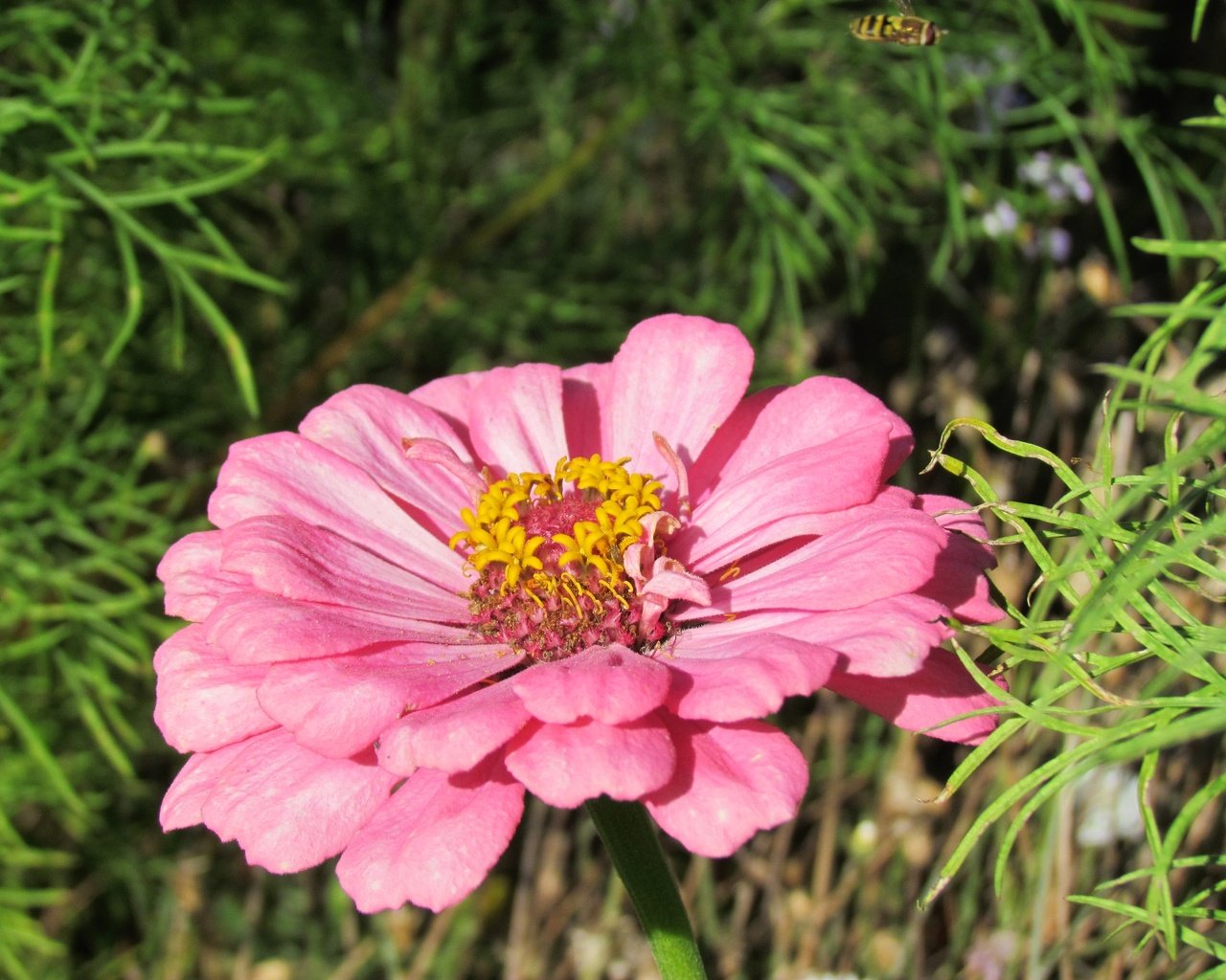 Обои цветок, лепестки, розовые, циния, flower, petals, pink, tsiniya разрешение 4320x3240 Загрузить