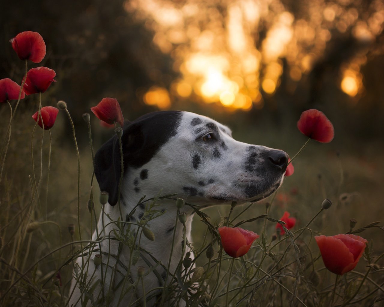 Обои морда, цветы, собака, маки, профиль, далматин, face, flowers, dog, maki, profile, dalmatian разрешение 6000x4000 Загрузить