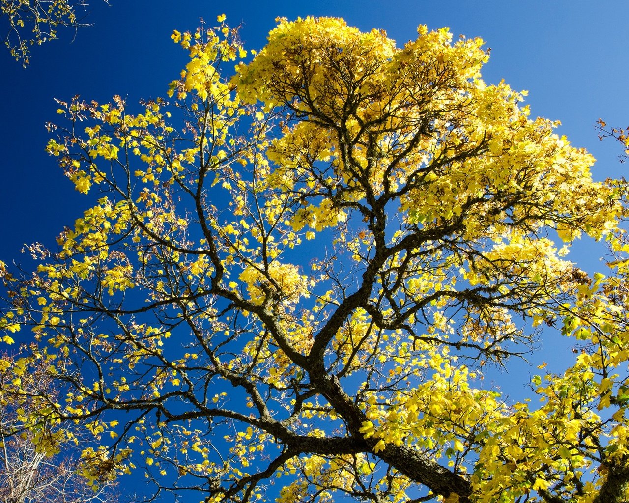 Обои небо, дерево, листья, ветки, осень, the sky, tree, leaves, branches, autumn разрешение 2048x1347 Загрузить