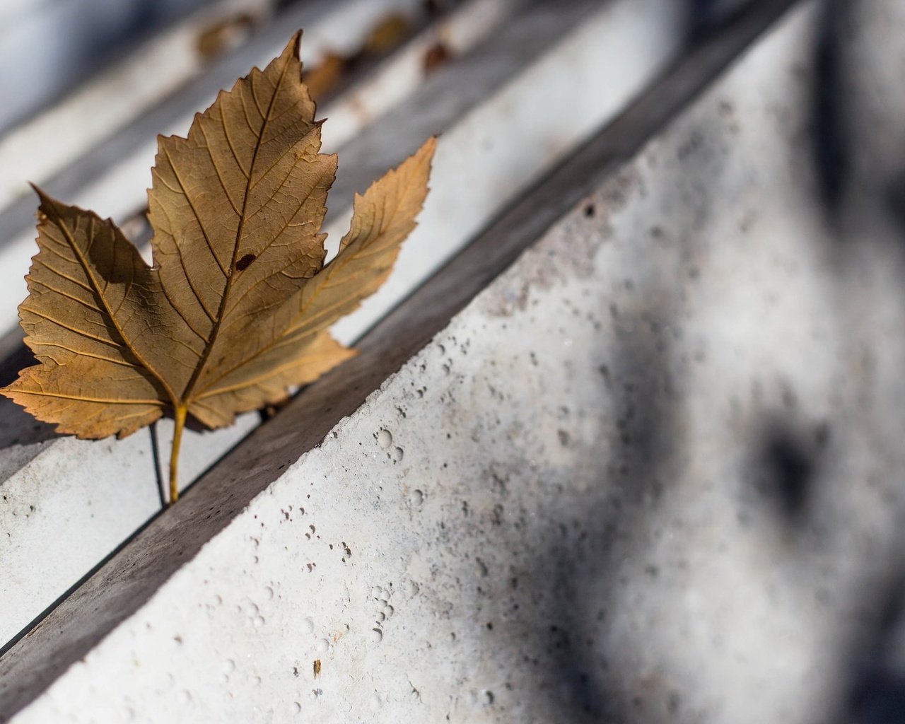 Обои природа, фон, осень, лист, кленовый лист, nature, background, autumn, sheet, maple leaf разрешение 2048x1182 Загрузить