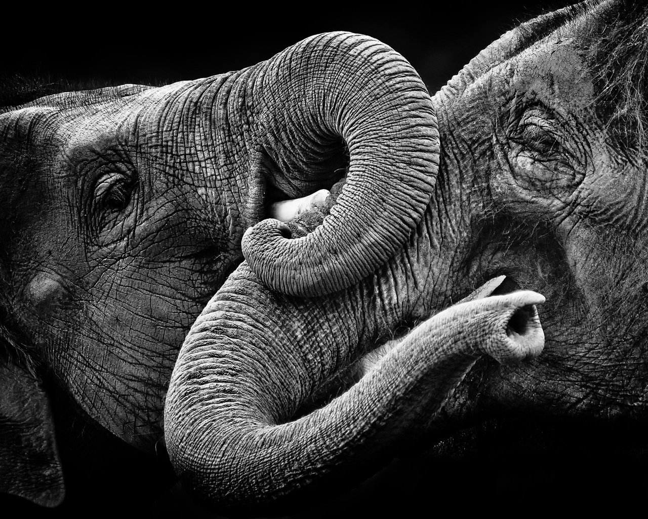 Обои природа, фон, чёрно-белое, слоны, nature, background, black and white, elephants разрешение 2048x1416 Загрузить