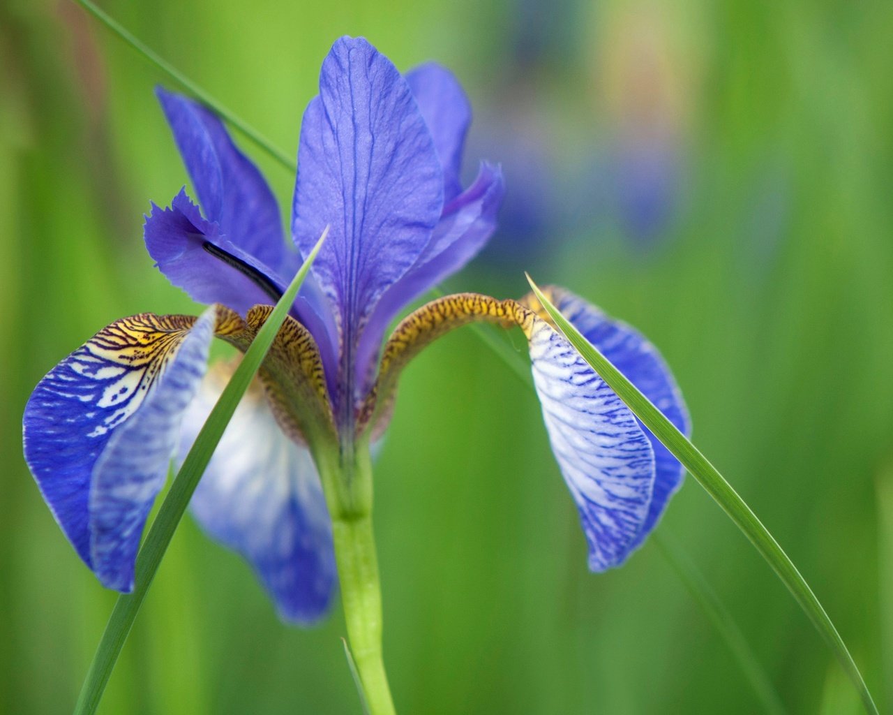 Обои природа, макро, цветок, лепестки, размытость, ирис, nature, macro, flower, petals, blur, iris разрешение 2048x1360 Загрузить