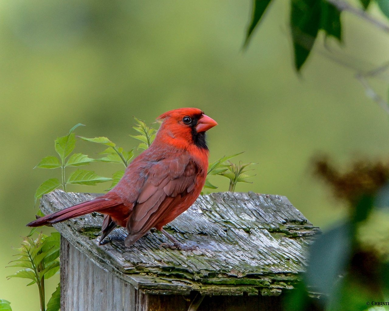 Обои природа, птица, клюв, оперение, кардинал, nature, bird, beak, tail, cardinal разрешение 2343x1626 Загрузить