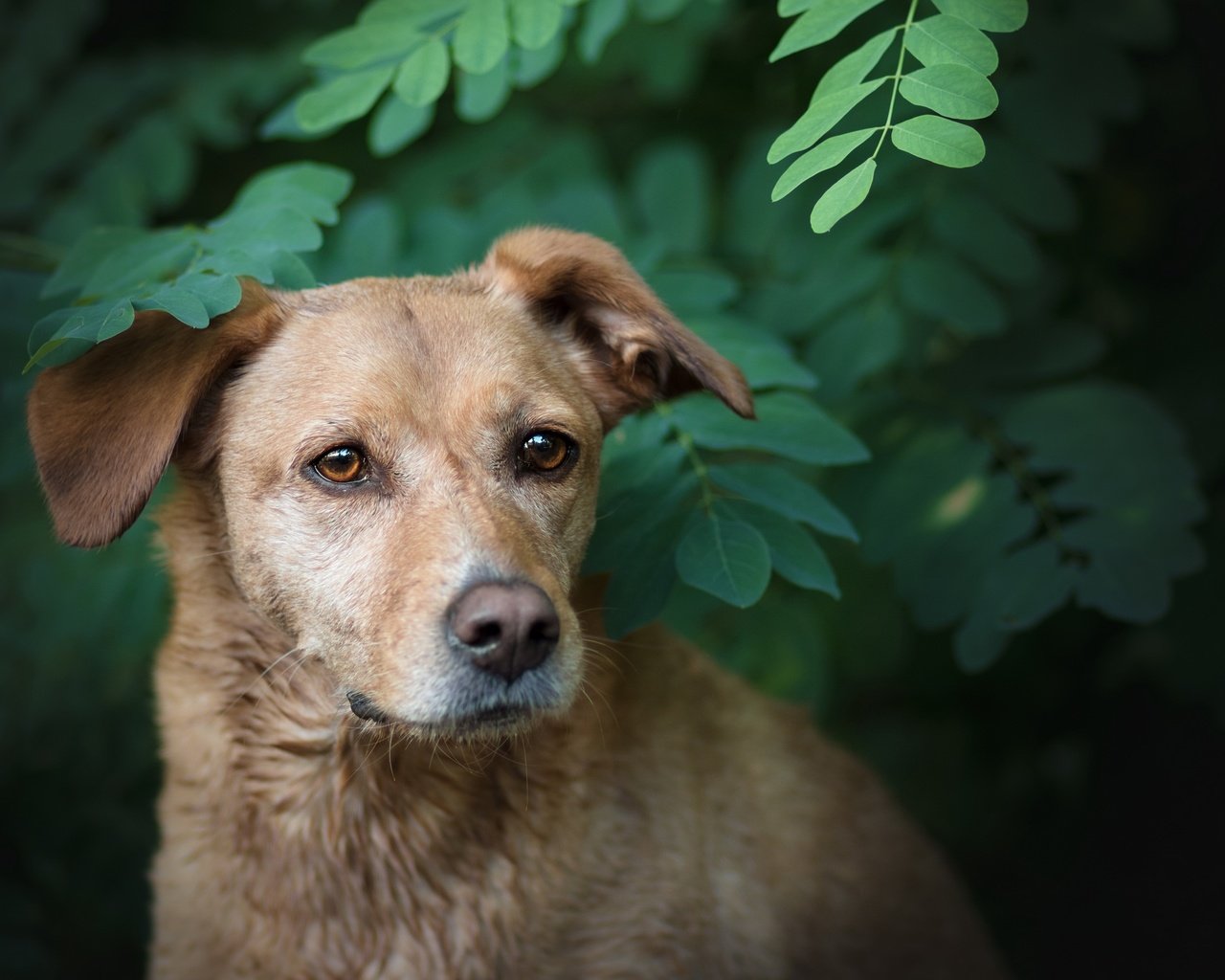 Обои природа, зелень, ветки, собака, друг, лабрадор, боке, nature, greens, branches, dog, each, labrador, bokeh разрешение 2560x1564 Загрузить