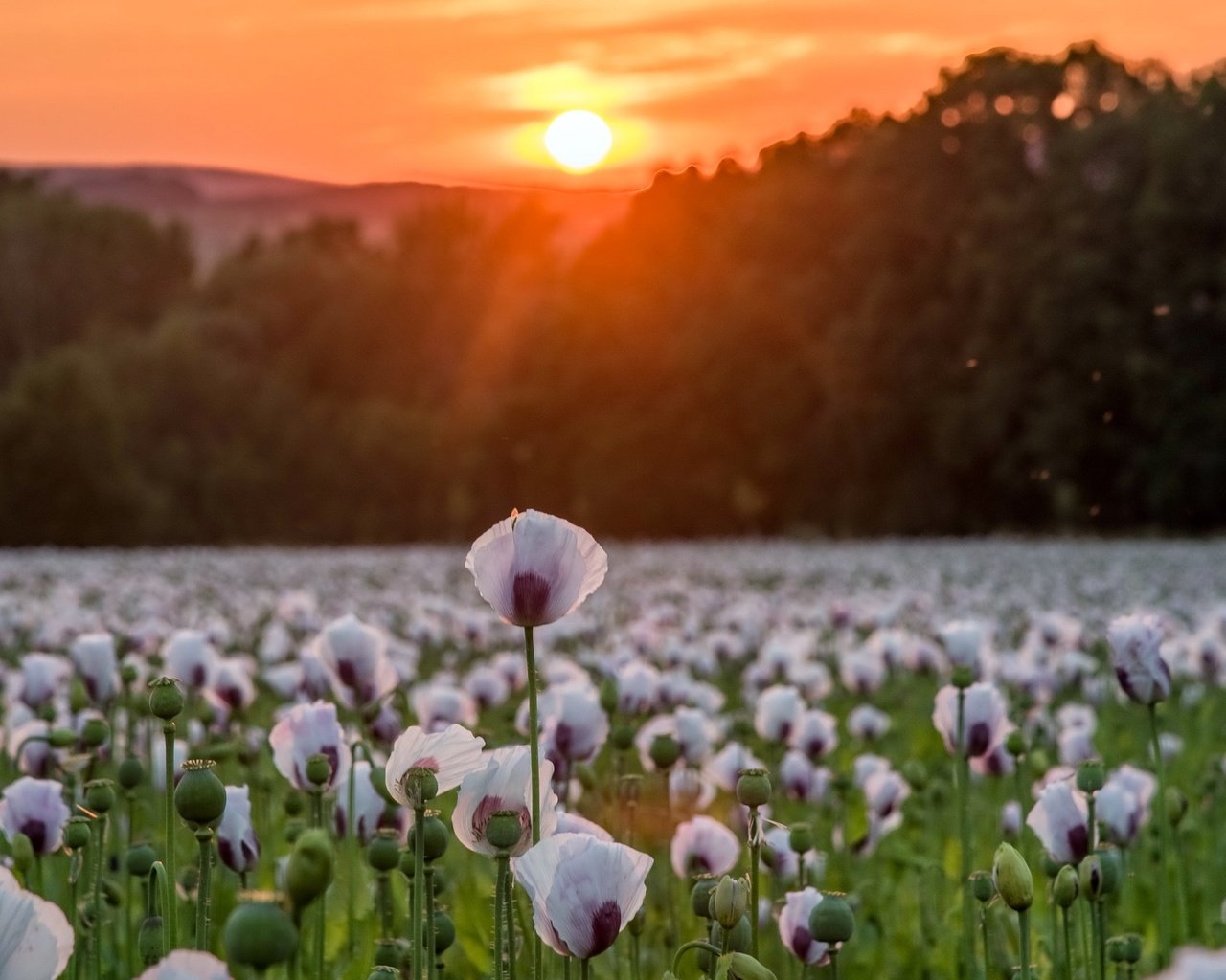 Обои цветы, деревья, солнце, природа, закат, поле, маки, matthias ludwig, flowers, trees, the sun, nature, sunset, field, maki разрешение 2560x1442 Загрузить