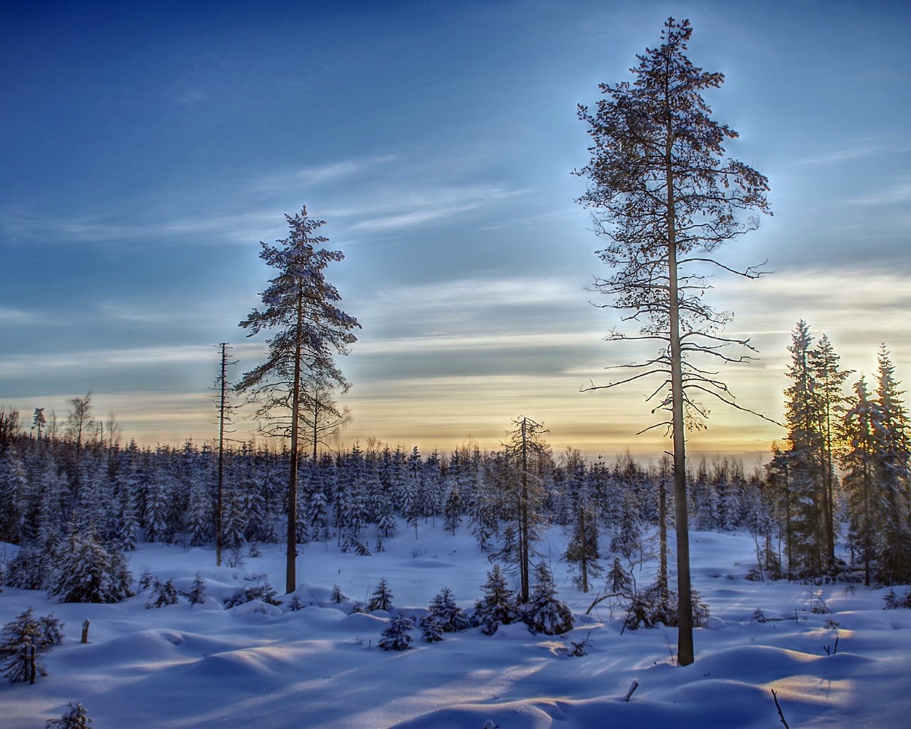 Обои небо, деревья, снег, лес, зима, финляндия, the sky, trees, snow, forest, winter, finland разрешение 6000x4004 Загрузить