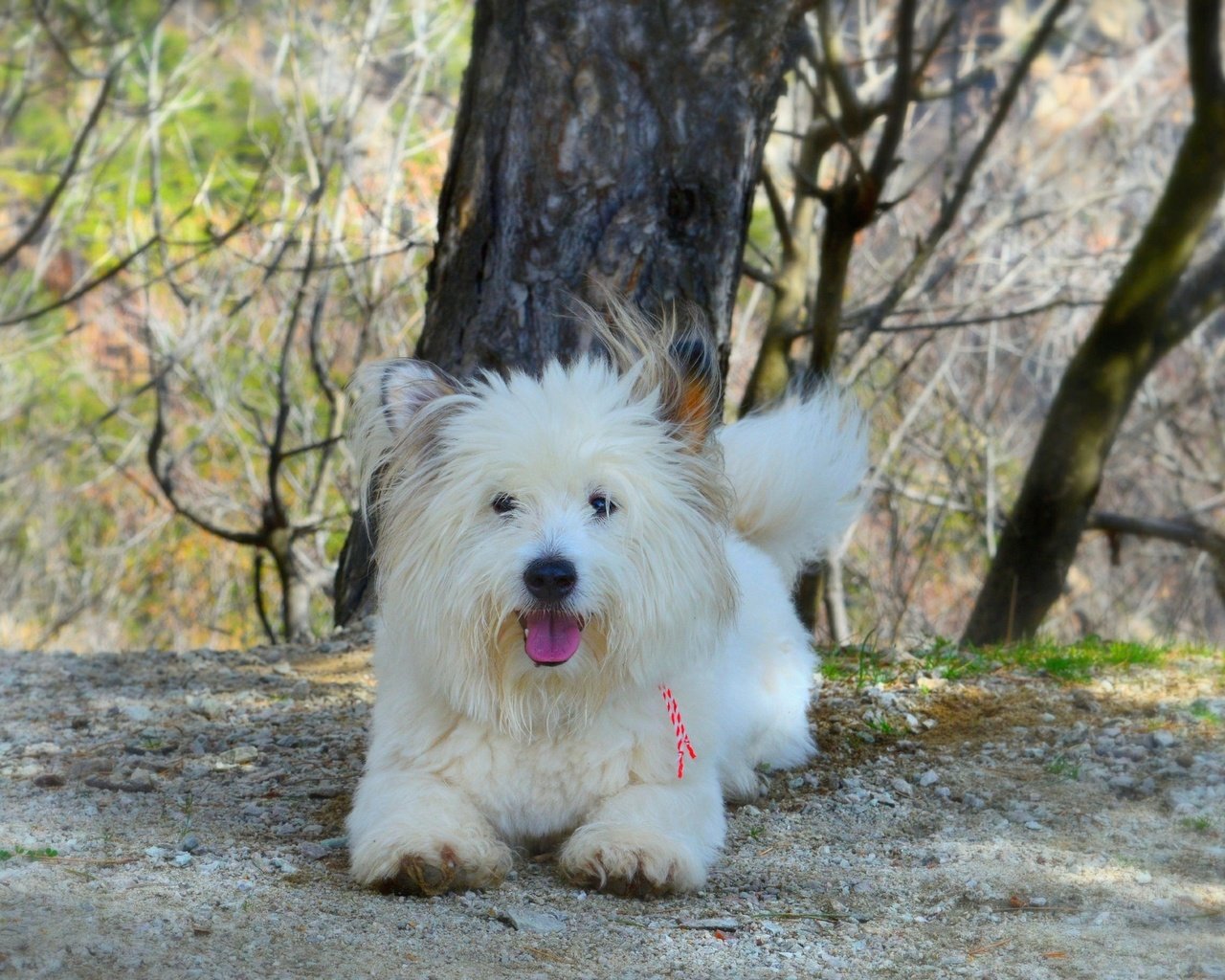 Обои собачка, вест-хайленд-уайт-терьер, dog, the west highland white terrier разрешение 3000x1841 Загрузить