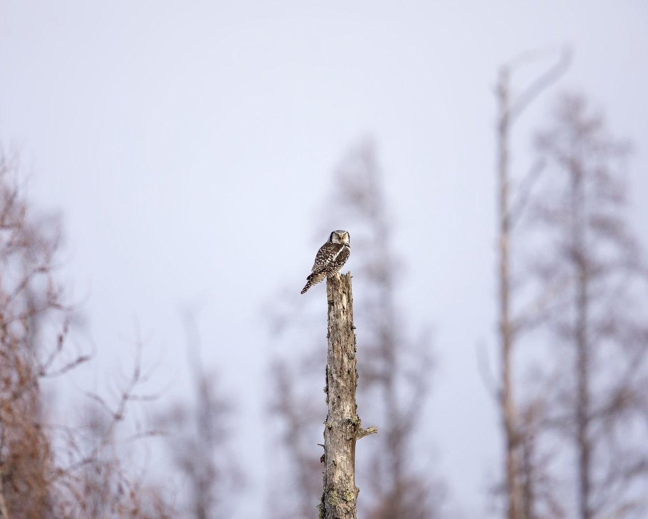 Обои сова, природа, дерево, фон, птица, owl, nature, tree, background, bird разрешение 2048x1365 Загрузить