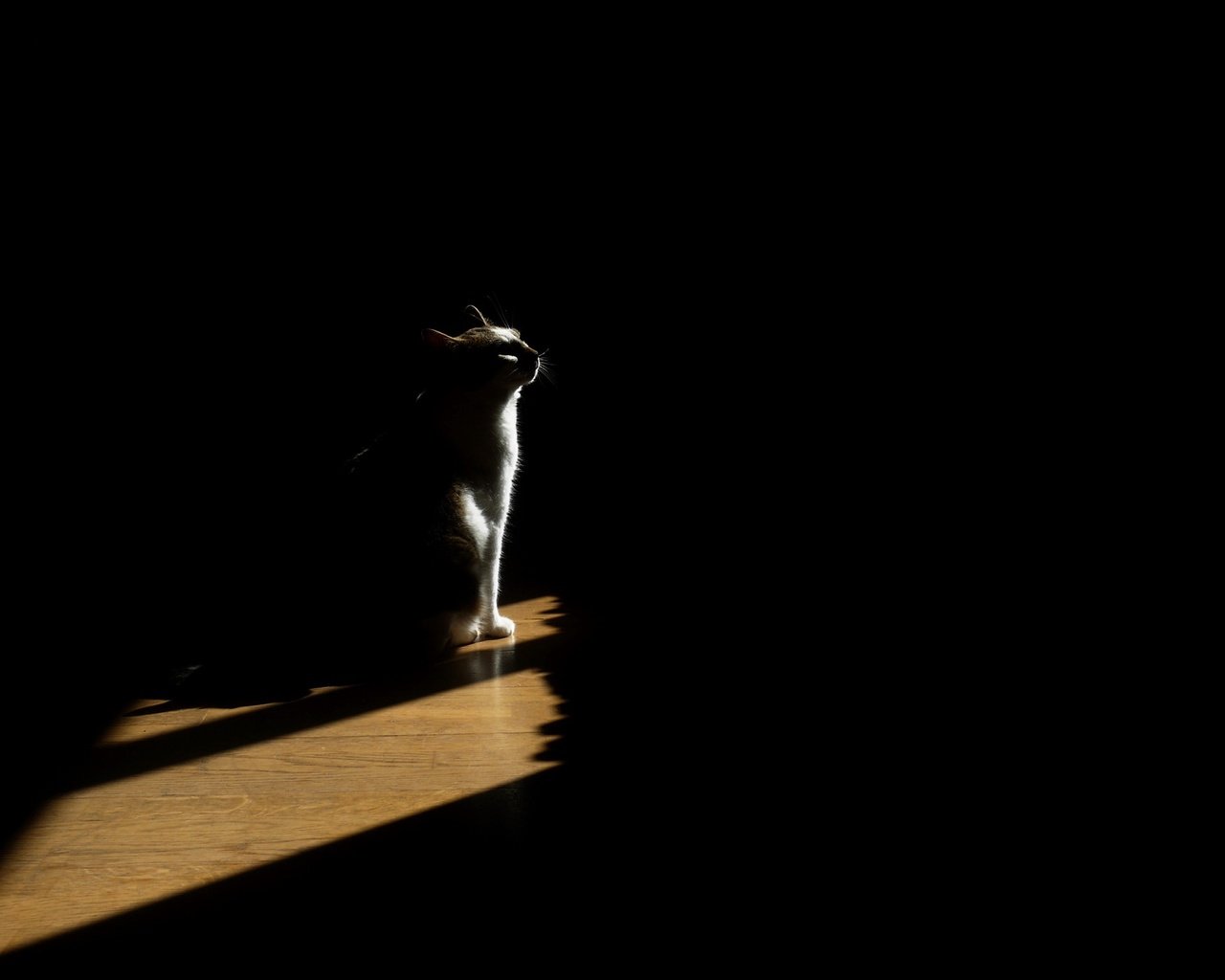 Обои свет, кот, кошка, тень, дом, light, cat, shadow, house разрешение 2048x1390 Загрузить