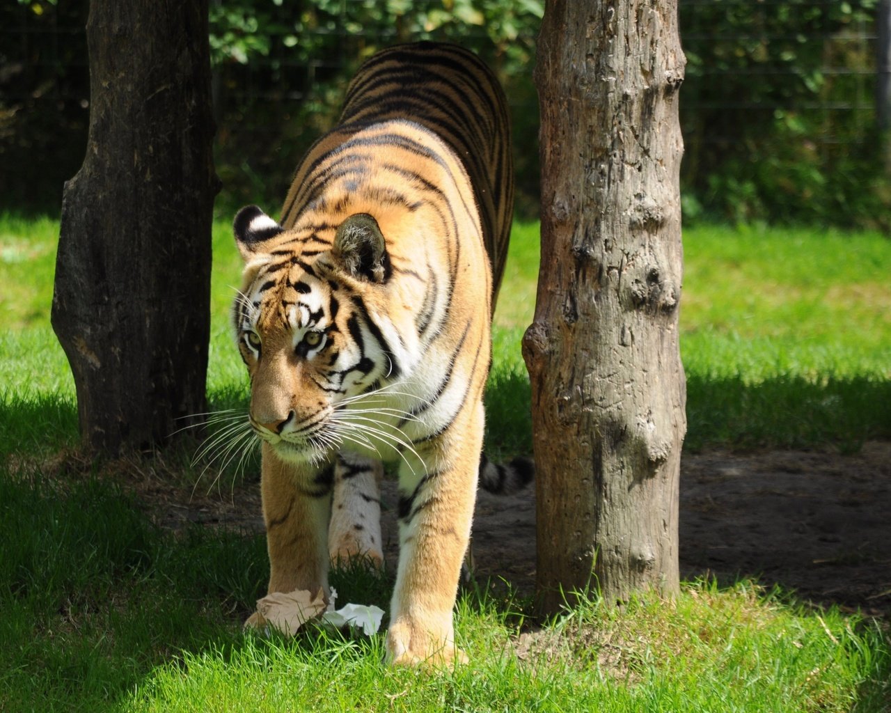 Обои тигр, трава, деревья, хищник, дикая кошка, tiger, grass, trees, predator, wild cat разрешение 3197x2488 Загрузить