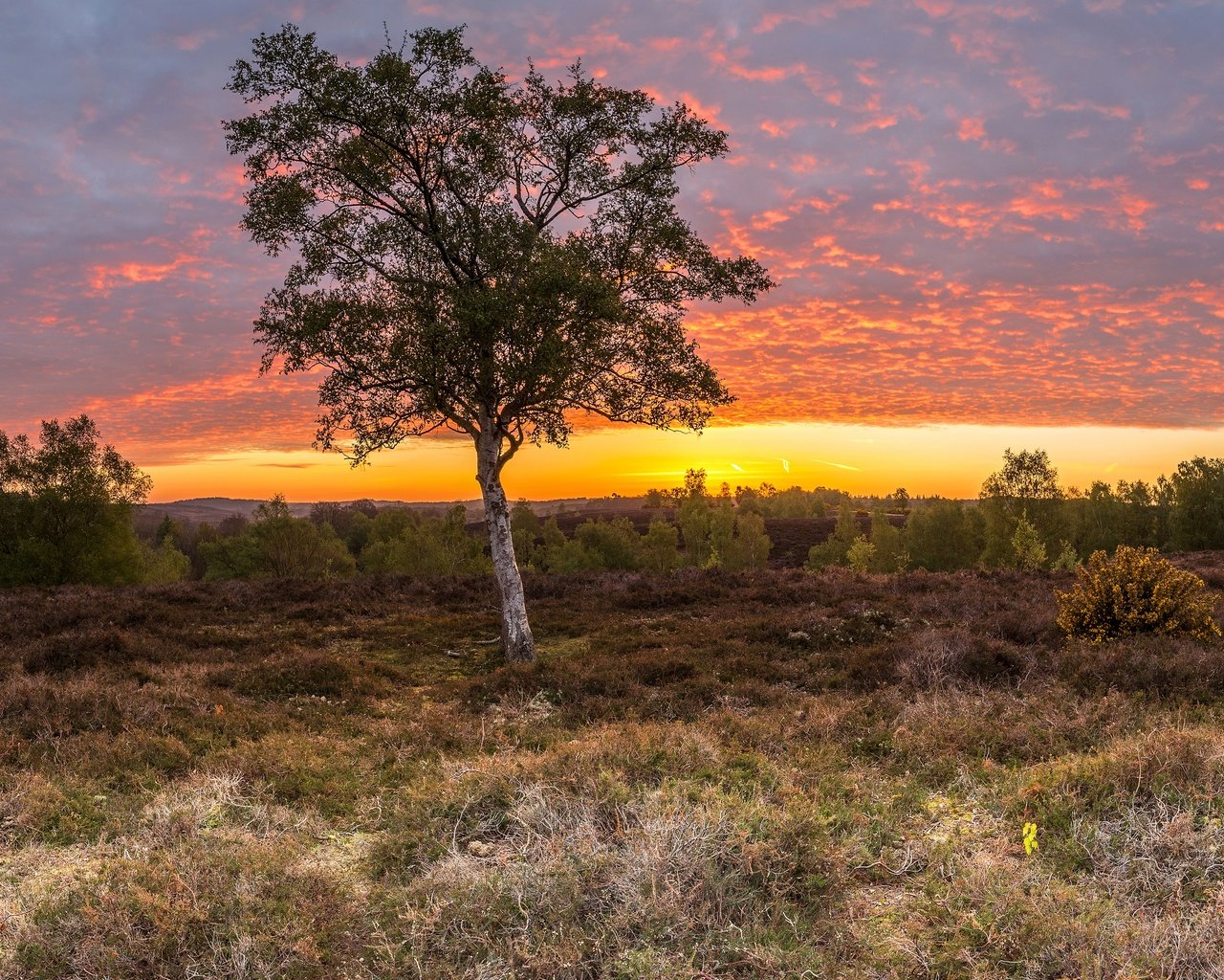 Обои небо, трава, облака, деревья, поле, рассвет, англия, rockford, the sky, grass, clouds, trees, field, dawn, england разрешение 4572x2236 Загрузить