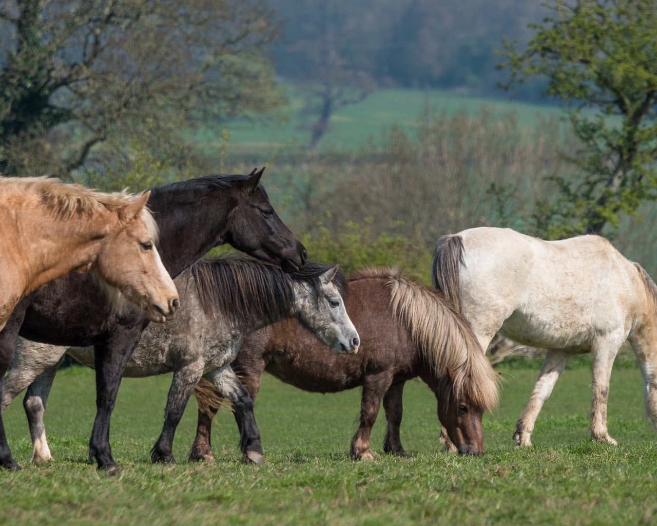 Обои трава, пони, деревья, природа, зелень, луг, лошади, кони, пастбище, grass, pony, trees, nature, greens, meadow, horse, horses, pasture разрешение 6016x3384 Загрузить