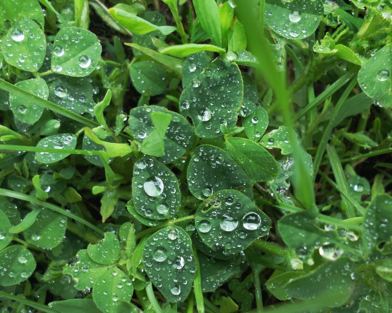 Обои трава, растения, листья, капли, дождь, grass, plants, leaves, drops, rain разрешение 4033x3025 Загрузить