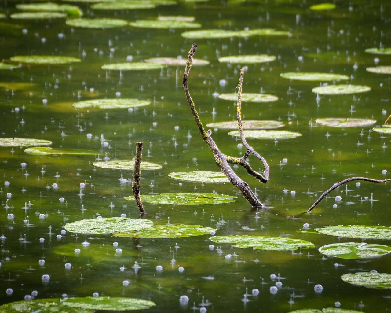 Обои ветка, капли, дождь, пруд, пузырьки, branch, drops, rain, pond, bubbles разрешение 2560x1706 Загрузить