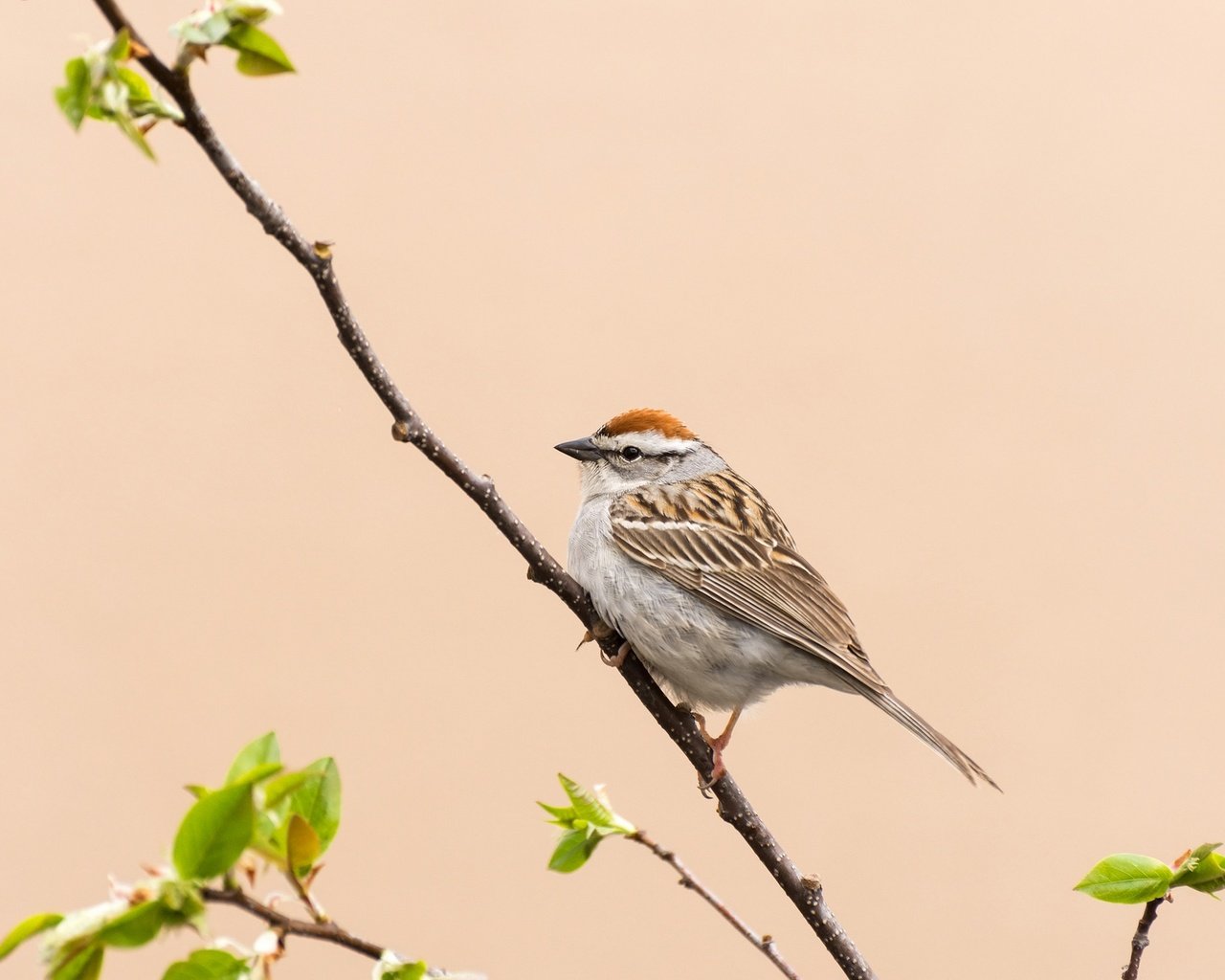 Обои ветка, природа, птица, клюв, воробей, перья, хвост, branch, nature, bird, beak, sparrow, feathers, tail разрешение 2048x1302 Загрузить