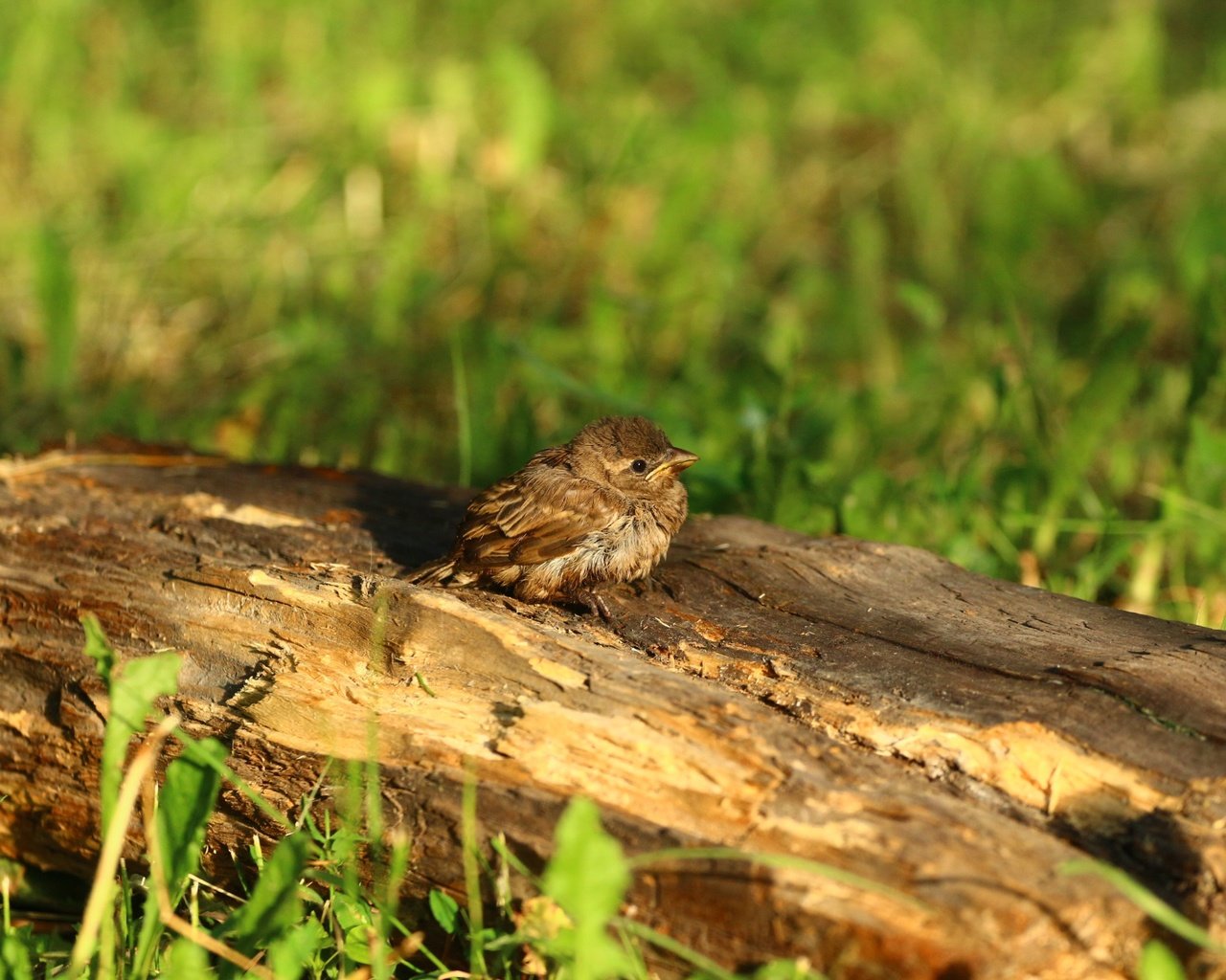 Обои птица, воробей, травка, птичка, бревно, птинец, bird, sparrow, weed, log, ptenec разрешение 1920x1280 Загрузить