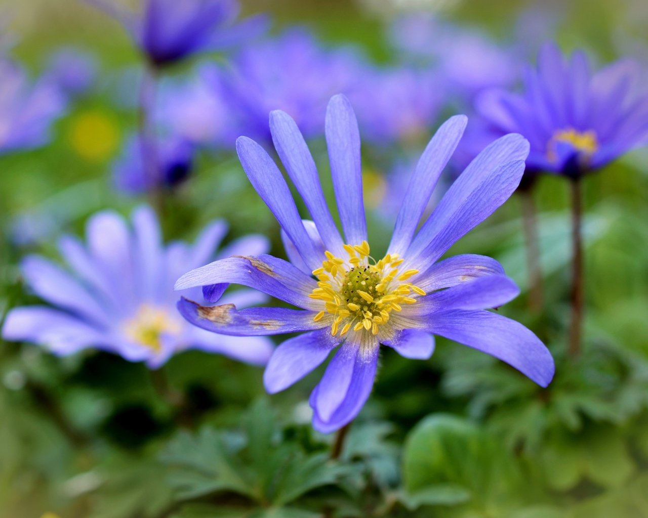 Обои цветы, лепестки, растение, анемоны, flowers, petals, plant, anemones разрешение 4928x3264 Загрузить