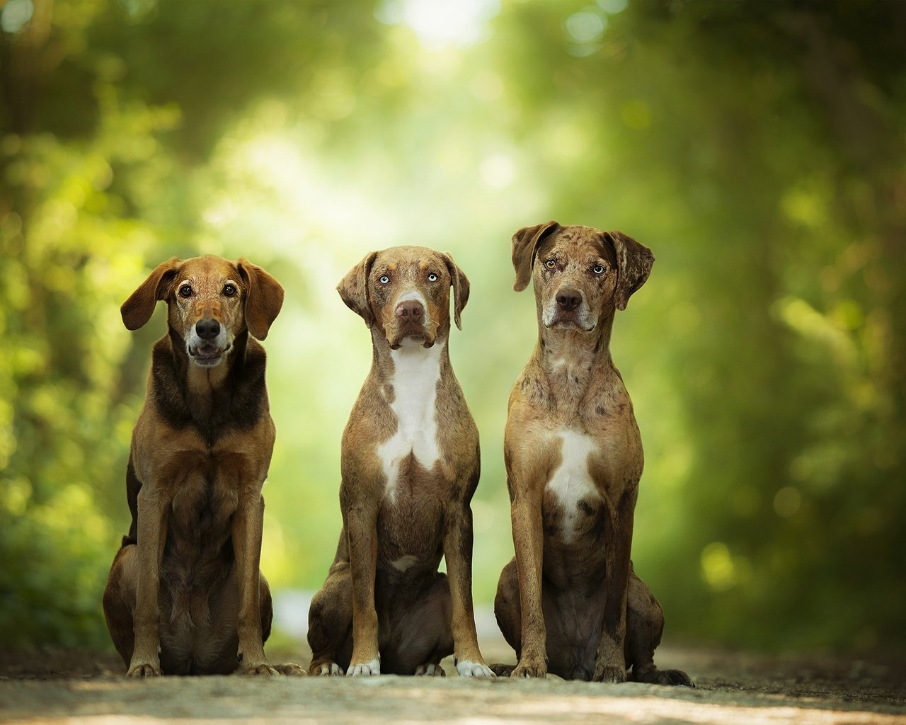 Обои зелень, размытость, собаки, боке, catahoula leopard dog, greens, blur, dogs, bokeh разрешение 2048x1253 Загрузить