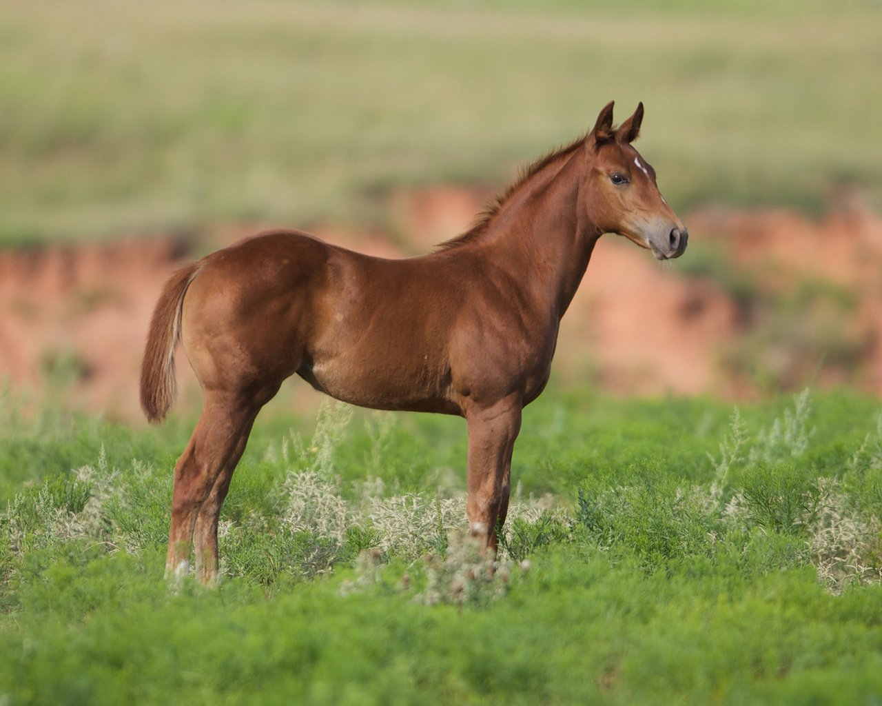 Обои лошадь, трава, конь, жеребенок, cam essick, horse, grass, foal разрешение 2880x1800 Загрузить