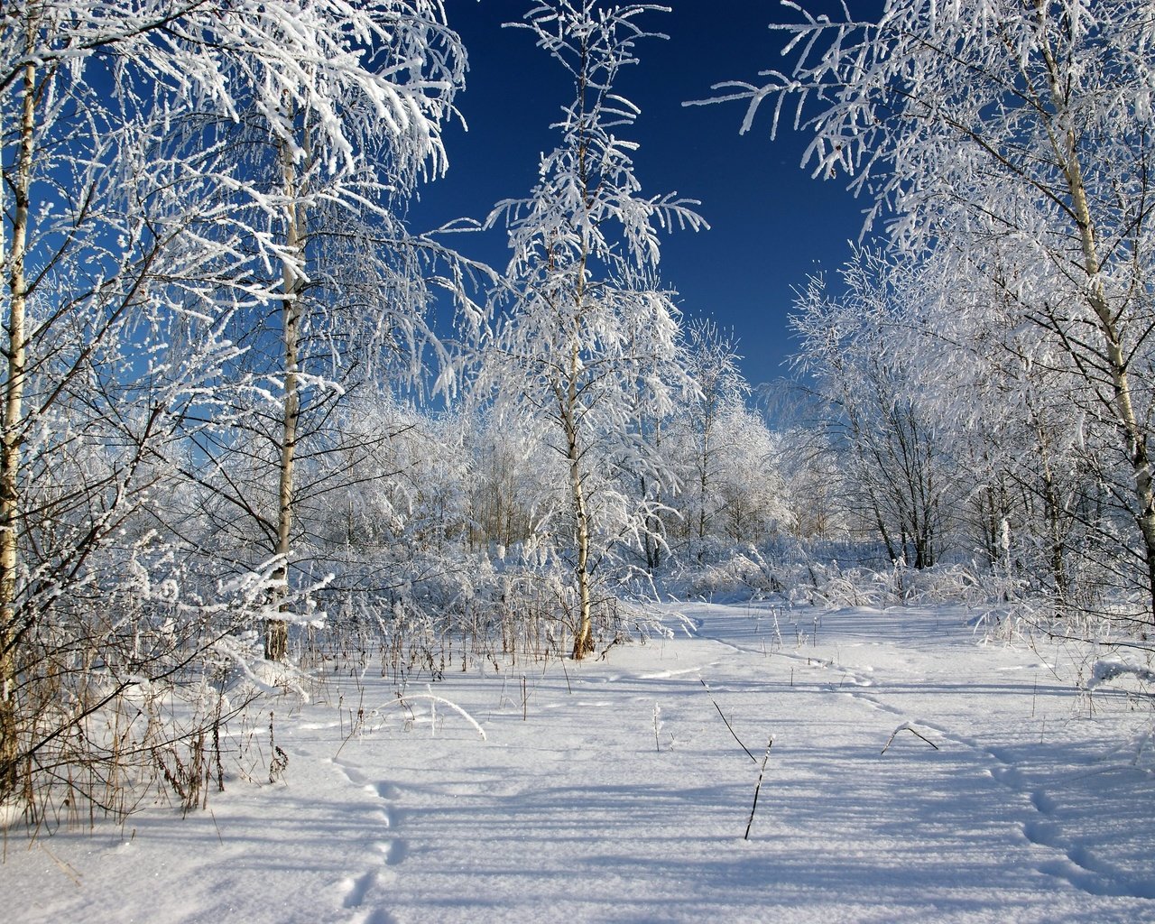 Обои деревья, снег, зима, мороз, россия, следы, trees, snow, winter, frost, russia, traces разрешение 3602x2398 Загрузить