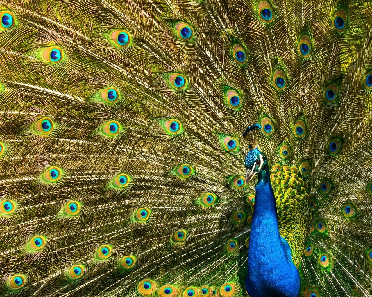 Обои узор, птица, павлин, перья, хвост, оперение, pattern, bird, peacock, feathers, tail разрешение 2880x1620 Загрузить