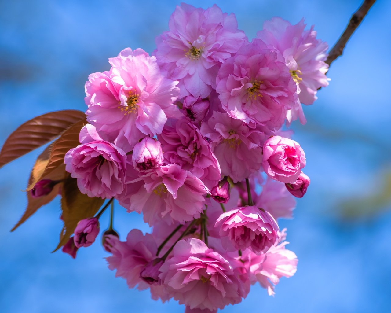 Обои небо, цветы, ветка, цветение, лепестки, весна, вишня, сакура, the sky, flowers, branch, flowering, petals, spring, cherry, sakura разрешение 6000x3375 Загрузить